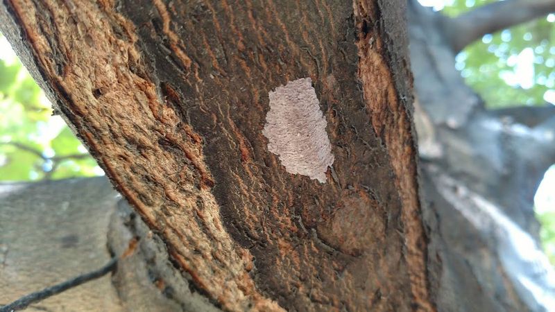 Your Trees May Reveal The First Warning Signs Your Trees May Reveal The First Warning Signs