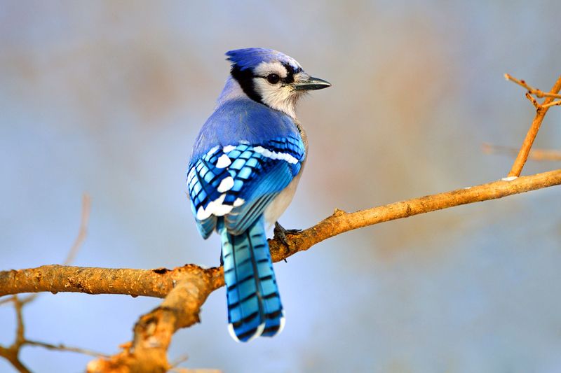 Your Trees Offer The Perfect Perch And Roost