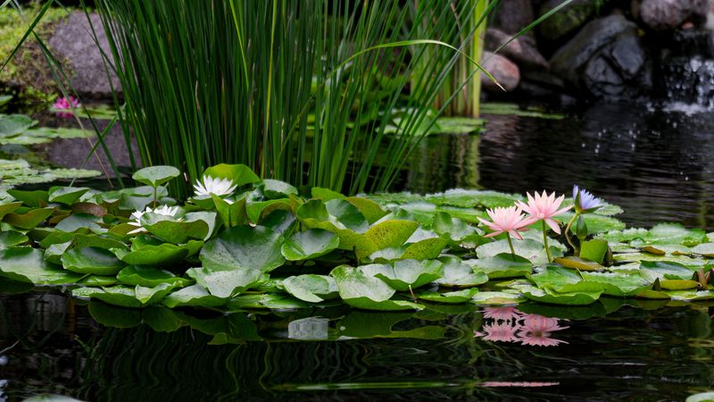 Your Water Plants Are On The Menu Your Water Plants Are On The Menu