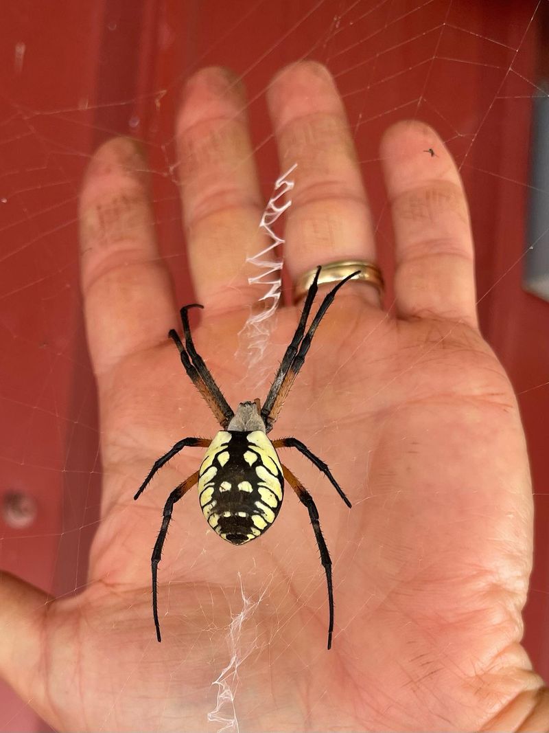 Your Yard Conditions May Be Bringing Them Closer