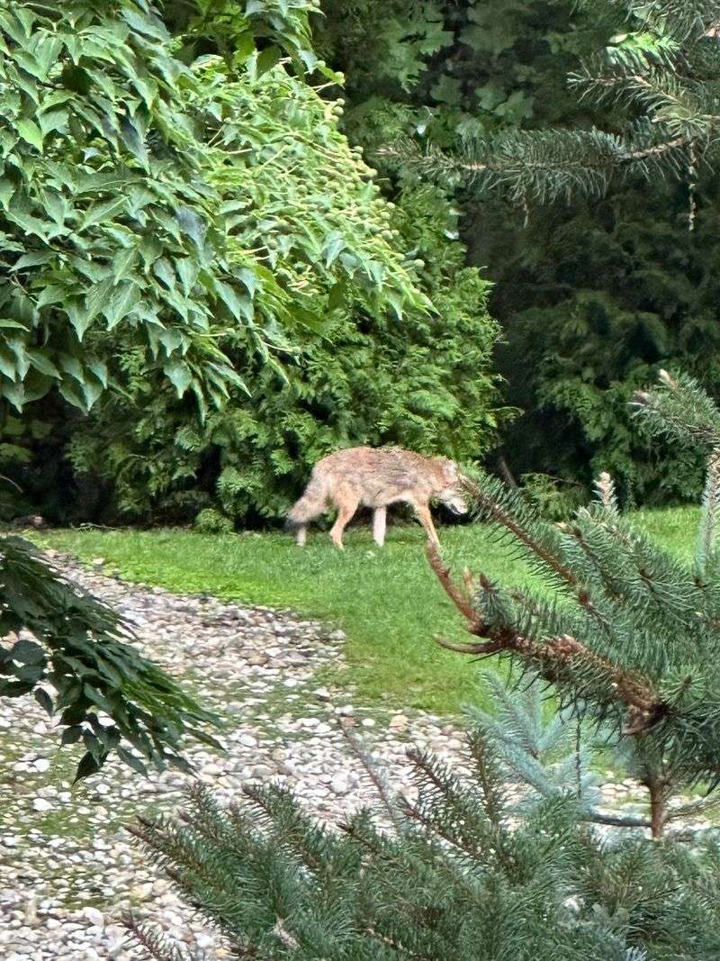 Your Yard Connects To Woods Or Green Space Coyotes Already Use