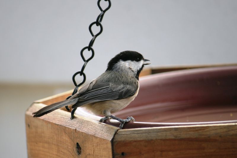 Your Yard Feels Safe To Them