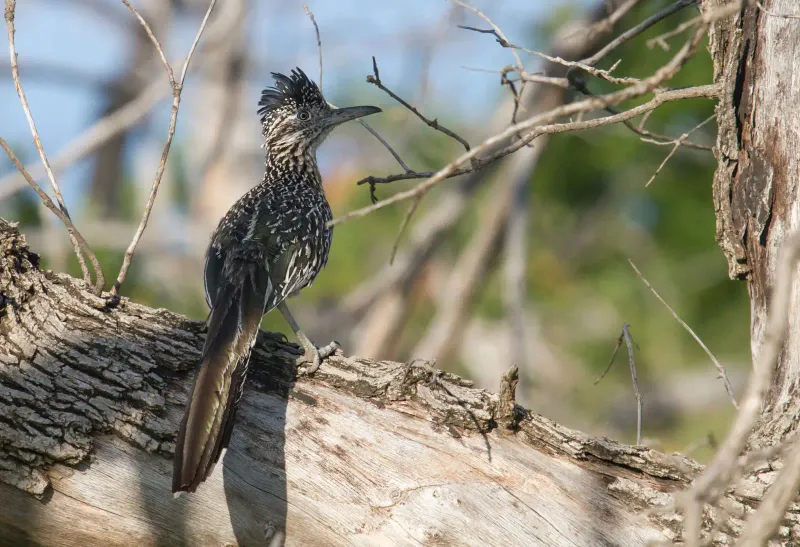 Your Yard Has A Healthy Food Web
