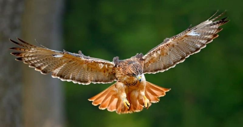 Your Yard Has A Healthy Prey Base Your Yard Has A Healthy Prey Base