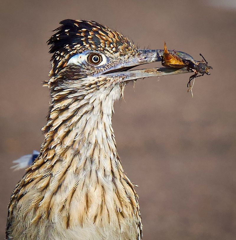 Your Yard Has Plenty Of Prey