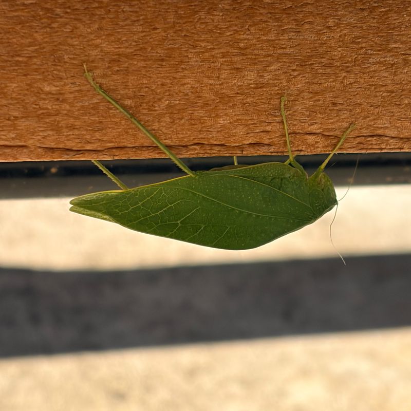Your Yard Has The Perfect Hiding Spots