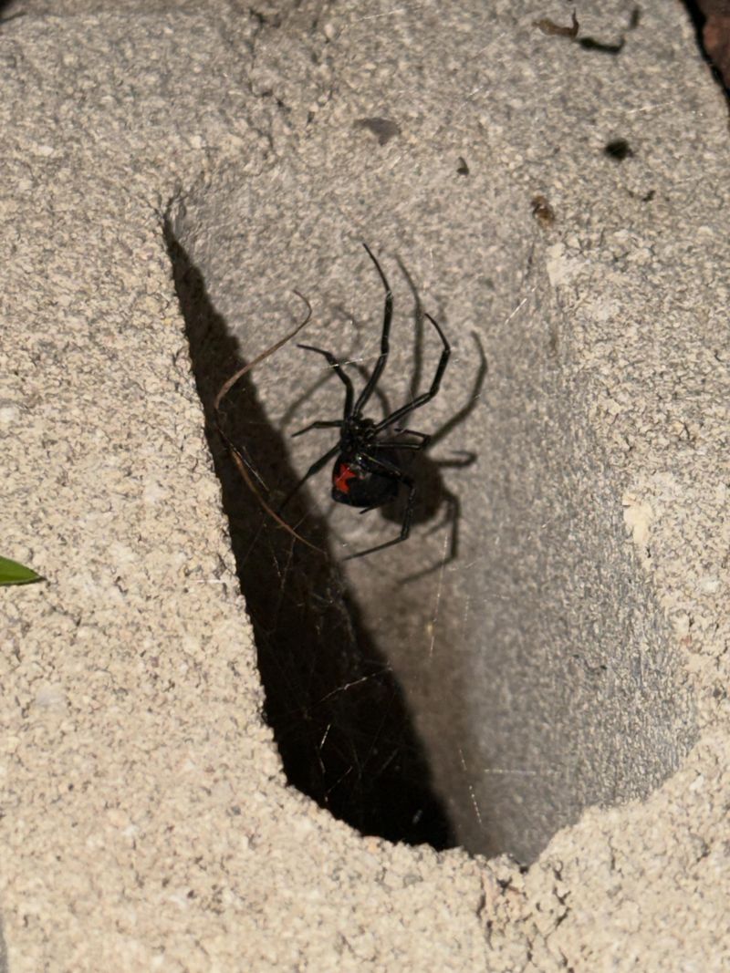Your Yard Has The Type Of Shelter They Prefer