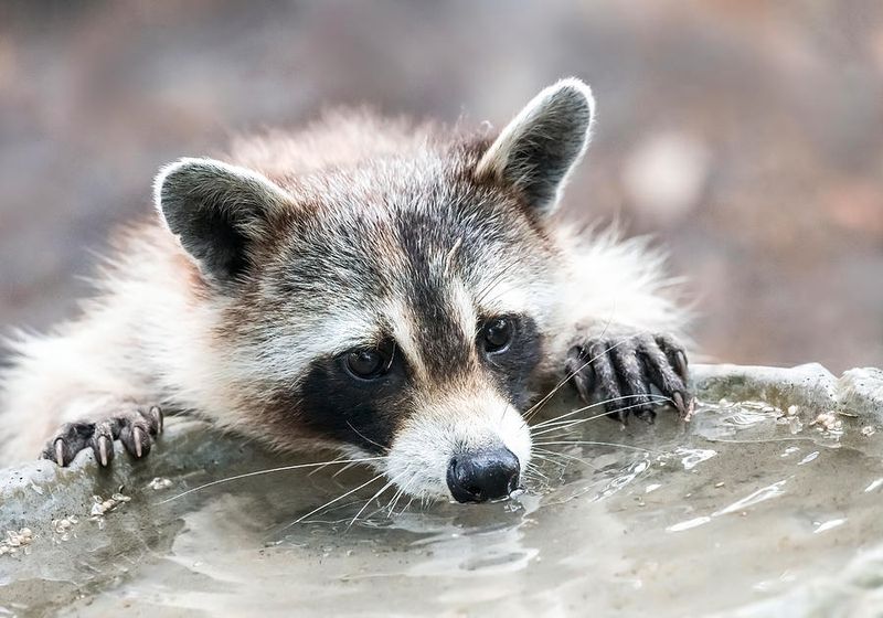 Your Yard Has Water They Want