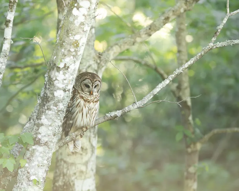 Your Yard Is Near Suitable Forest Habitat Your Yard Is Near Suitable Forest Habitat