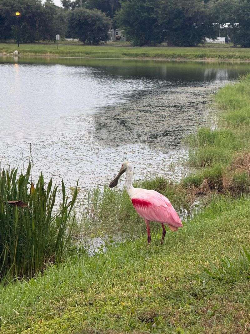 Your Yard Is Near Suitable Wetland Habitat