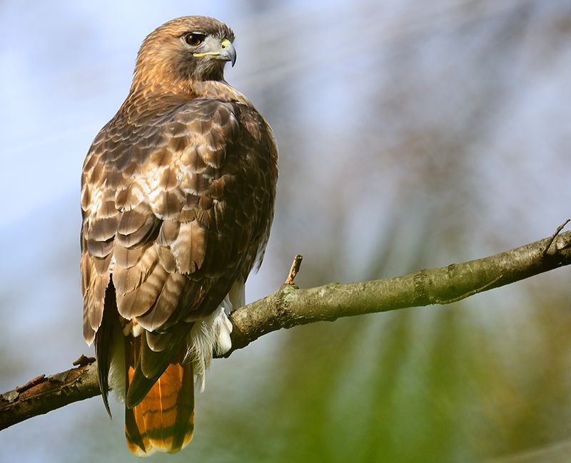 Your Yard Is Part Of A Larger Wildlife Corridor Your Yard Is Part Of A Larger Wildlife Corridor
