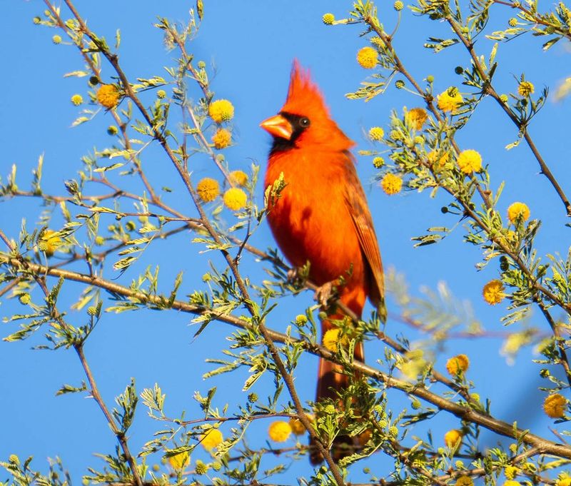 Your Yard Is Supporting Local Wildlife