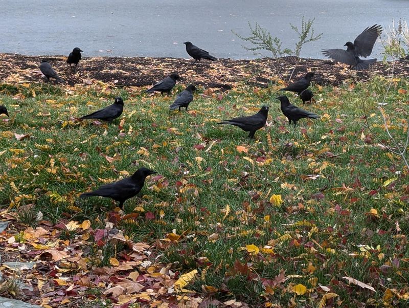 Your Yard May Be A Good Meeting Spot