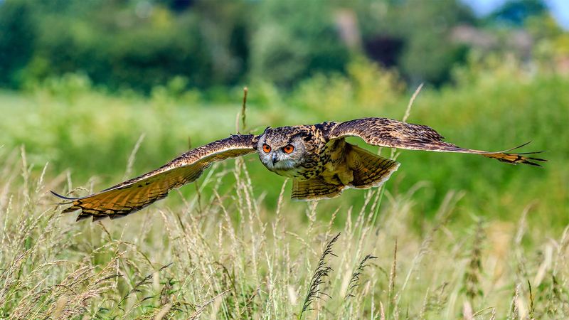 Your Yard May Be Near Good Hunting Habitat