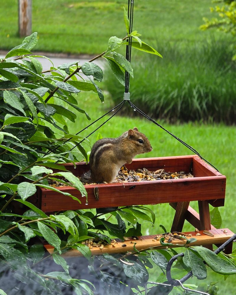 Your Yard May Have Become A Food-Rich Area Your Yard May Have Become A Food-Rich Area