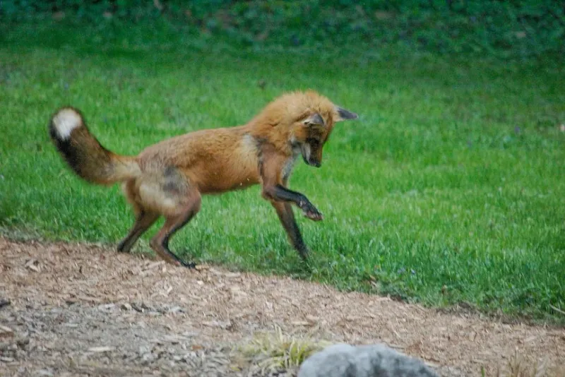 Your Yard May Have Plenty Of Small Prey Your Yard May Have Plenty Of Small Prey