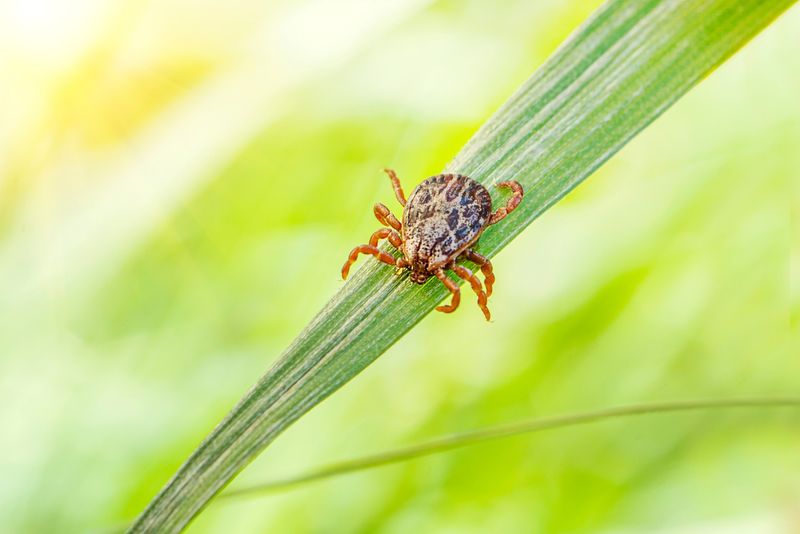 Your Yard May Have The Habitat Ticks Prefer
