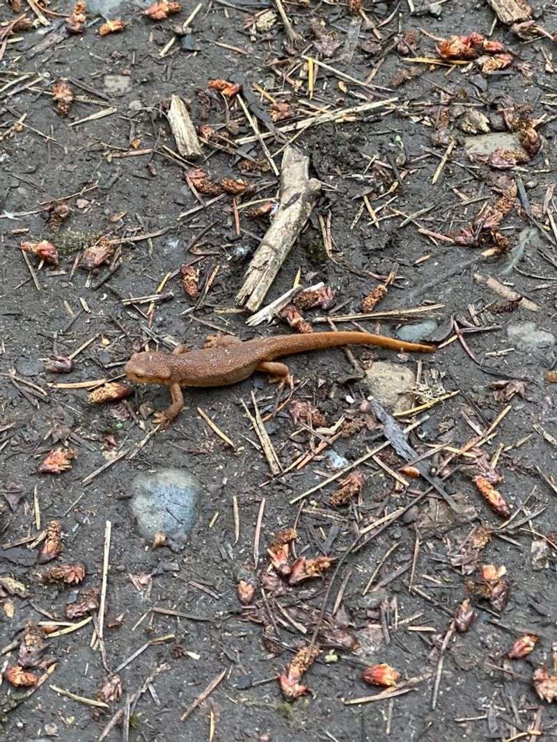 Your Yard May Have The Moisture Newts Need