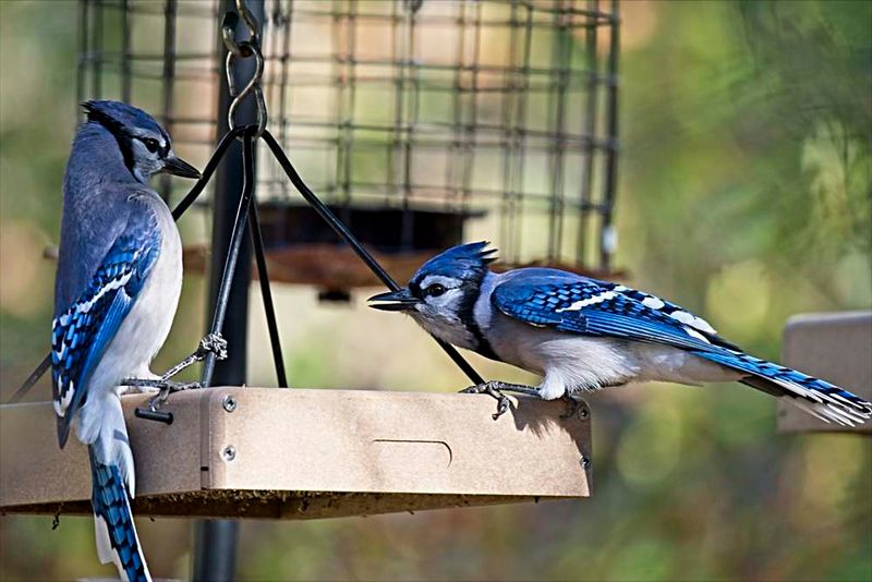 Your Yard May Have Valuable Food Sources Your Yard May Have Valuable Food Sources