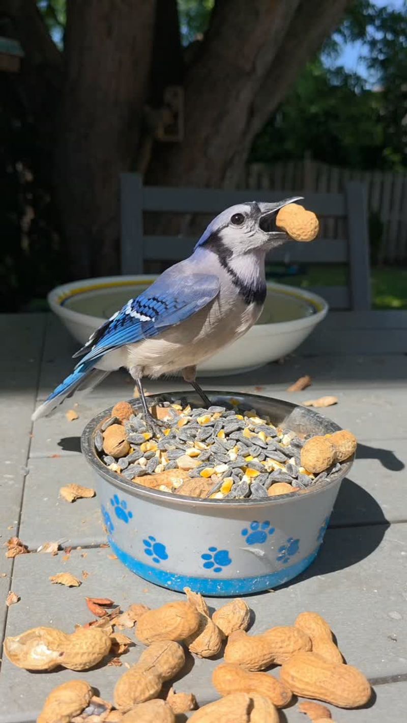 Your Yard May Offer Easy Access To Food