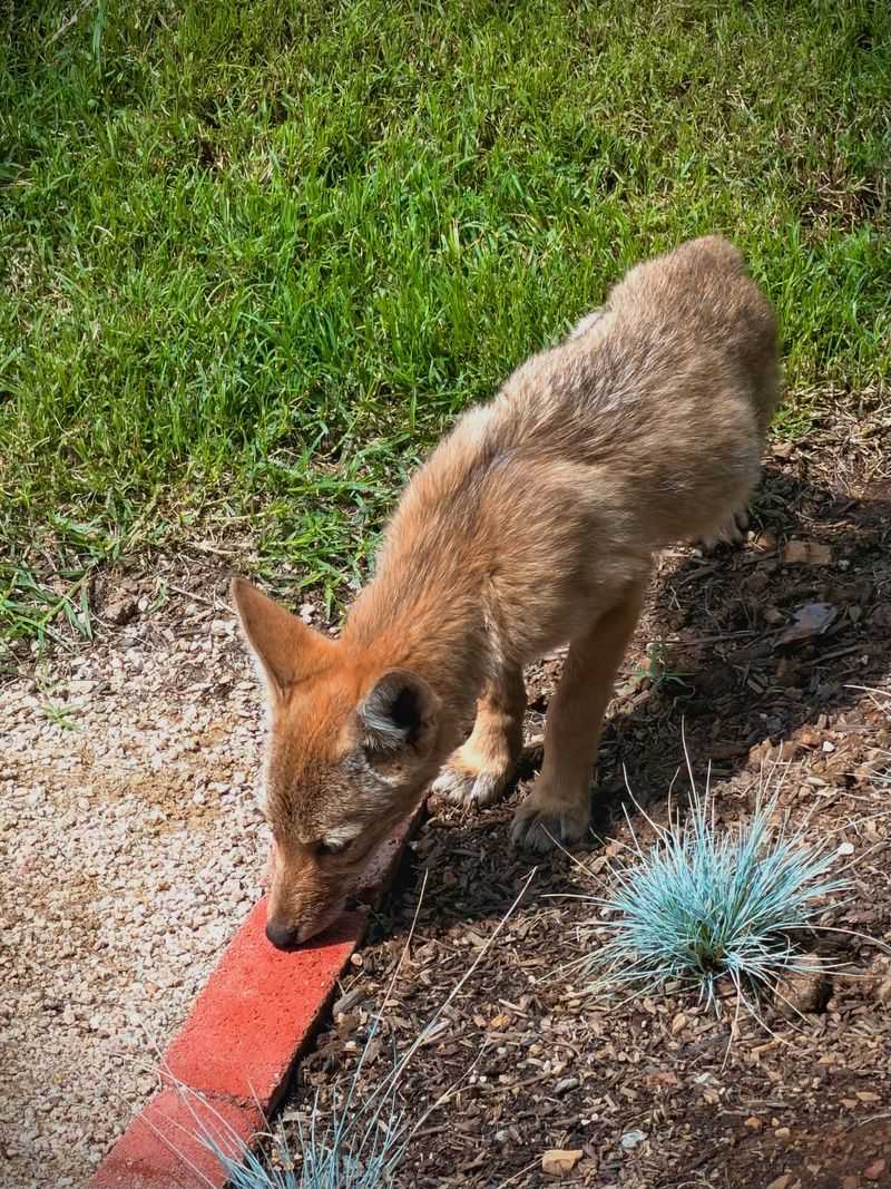 Your Yard May Offer Easy Food