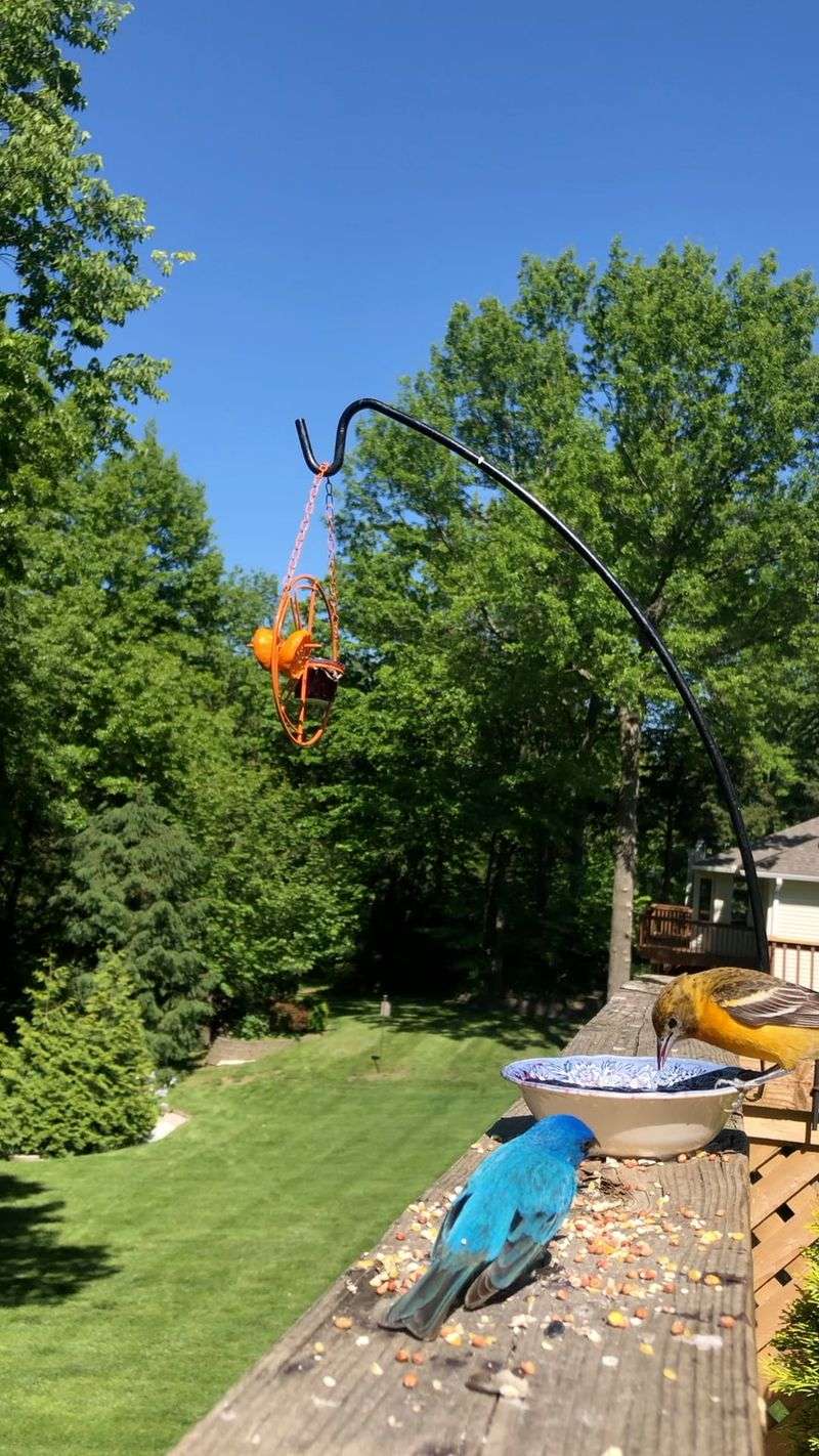 Your Yard May Offer Food And Shelter