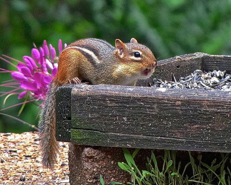 Your Yard May Offer Plenty Of Food