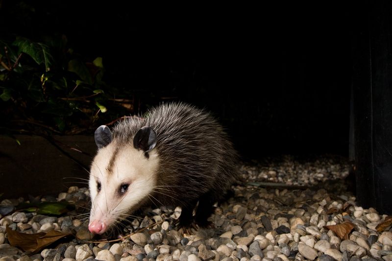 Your Yard Might Be Serving Up An Easy Midnight Meal Your Yard Might Be Serving Up An Easy Midnight Meal