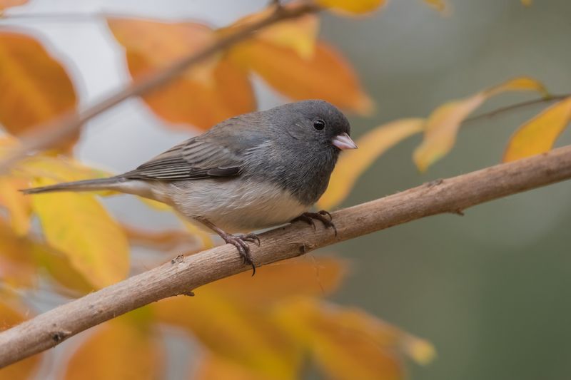 Your Yard Offers Good Food And Shelter