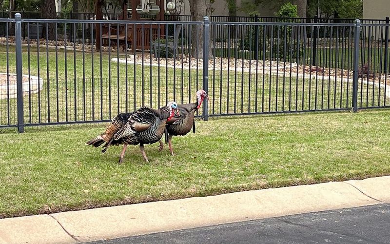 Your Yard Offers Great Fall Food Your Yard Offers Great Fall Food
