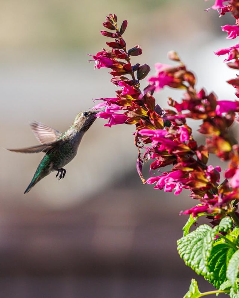 Your Yard Offers Plenty Of Food