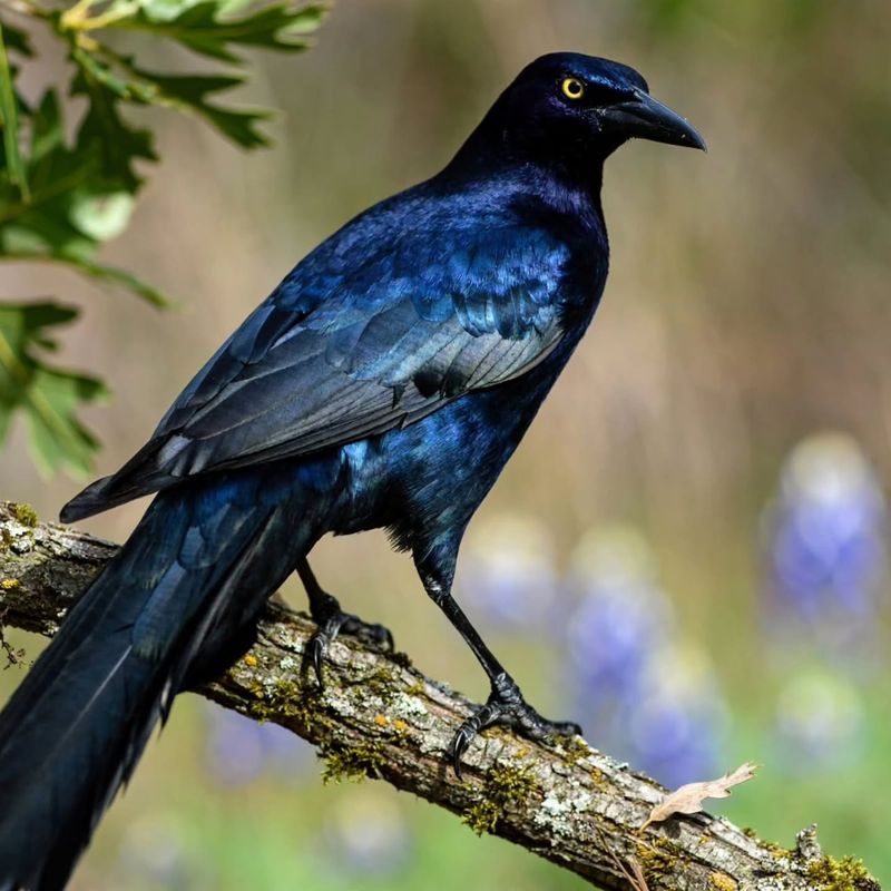 Your Yard Offers Safe Roosting Or Resting Spots