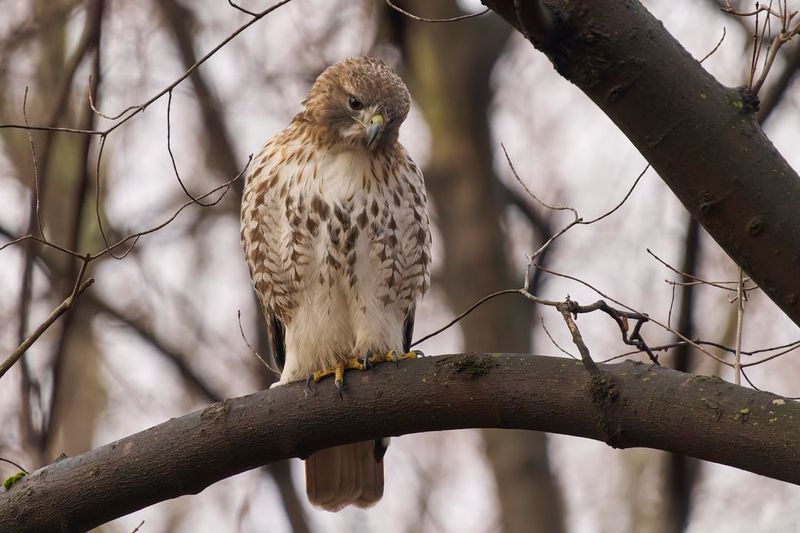 Your Yard Offers The Perfect Perch And Lookout Your Yard Offers The Perfect Perch And Lookout
