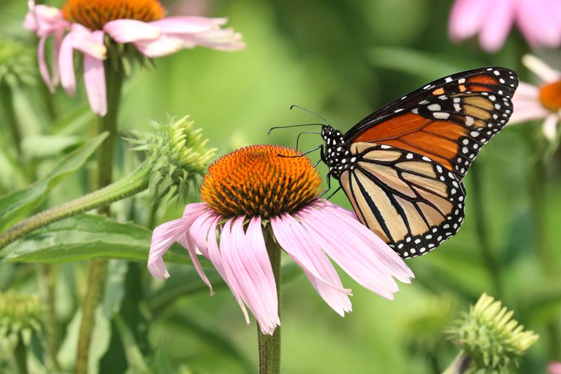 Your Yard Suddenly Becomes A Monarch Stopover, And Here's Why Your Yard Suddenly Becomes A Monarch Stopover, And Here's Why