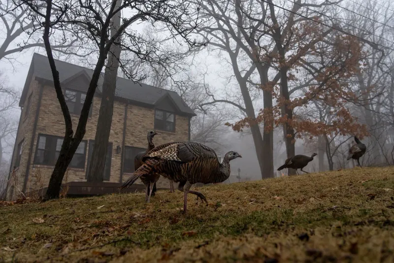 Your Yard Suddenly Looks Like A Turkey Buffet Your Yard Suddenly Looks Like A Turkey Buffet