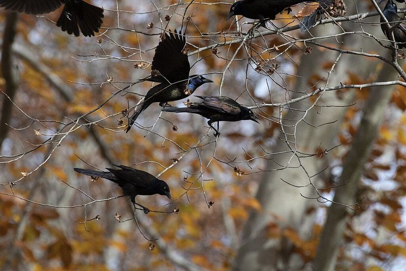 You're Seeing Normal Fall Flocking Behavior