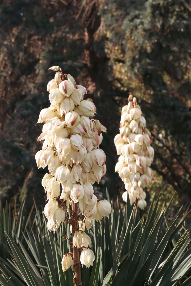Yucca Stands Tall In Baked Ground