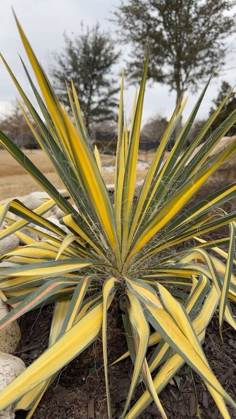 Yucca