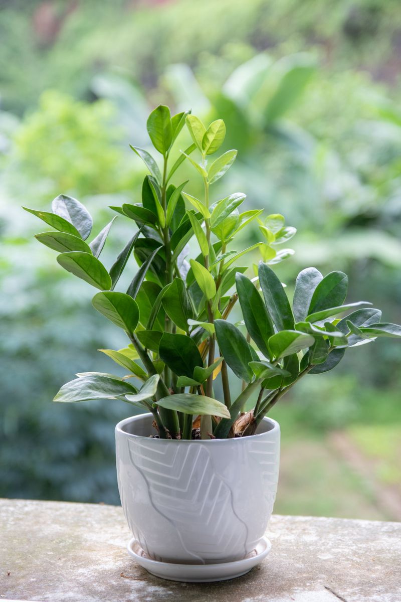 ZZ Plant ZZ Plant