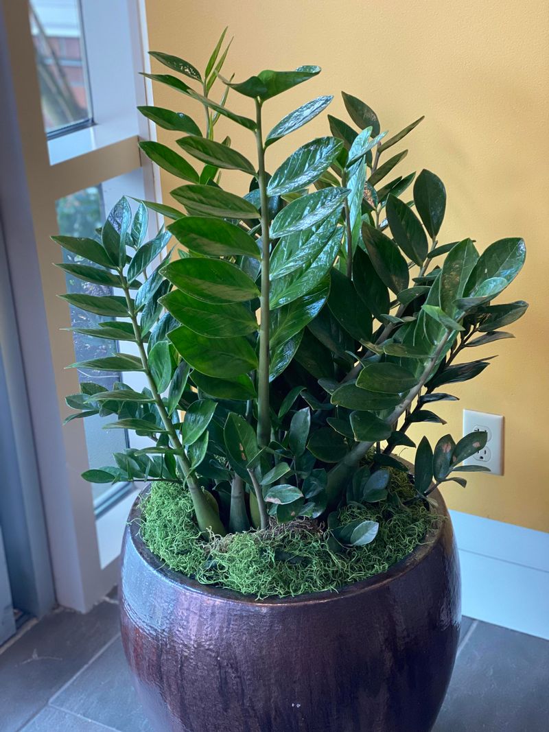 ZZ Plant Grows Slowly And Neatly