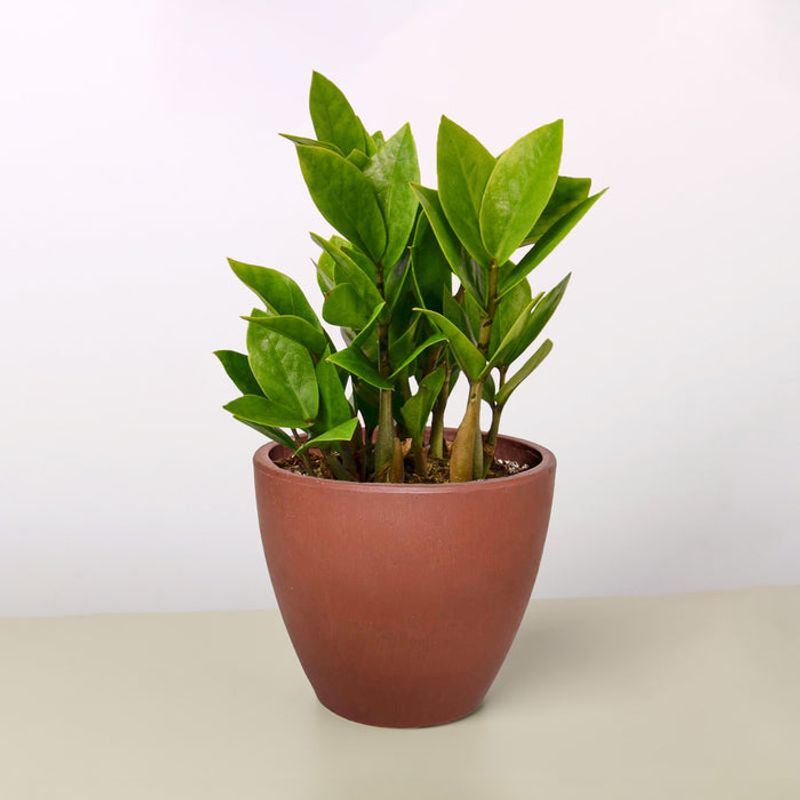 ZZ Plant (Zamioculcas zamiifolia) ZZ Plant (Zamioculcas zamiifolia)