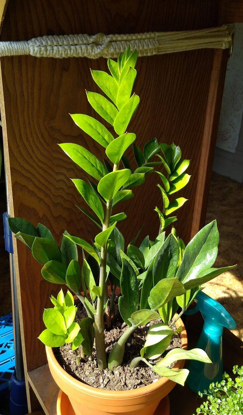 ZZ Plant 