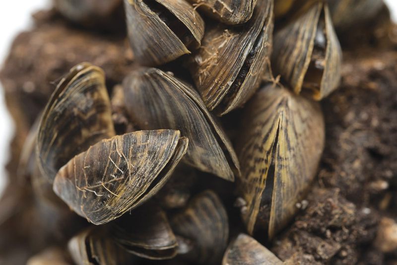 Zebra Mussels, The Striped Stowaways Clinging To Iowa Docks Zebra Mussels, The Striped Stowaways Clinging To Iowa Docks