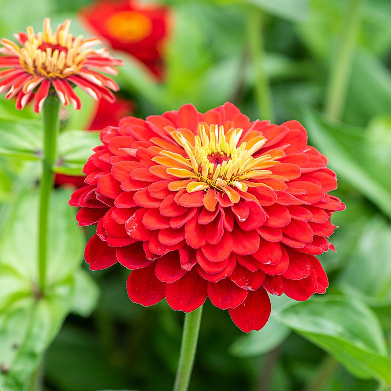 Zinnia Zinnia