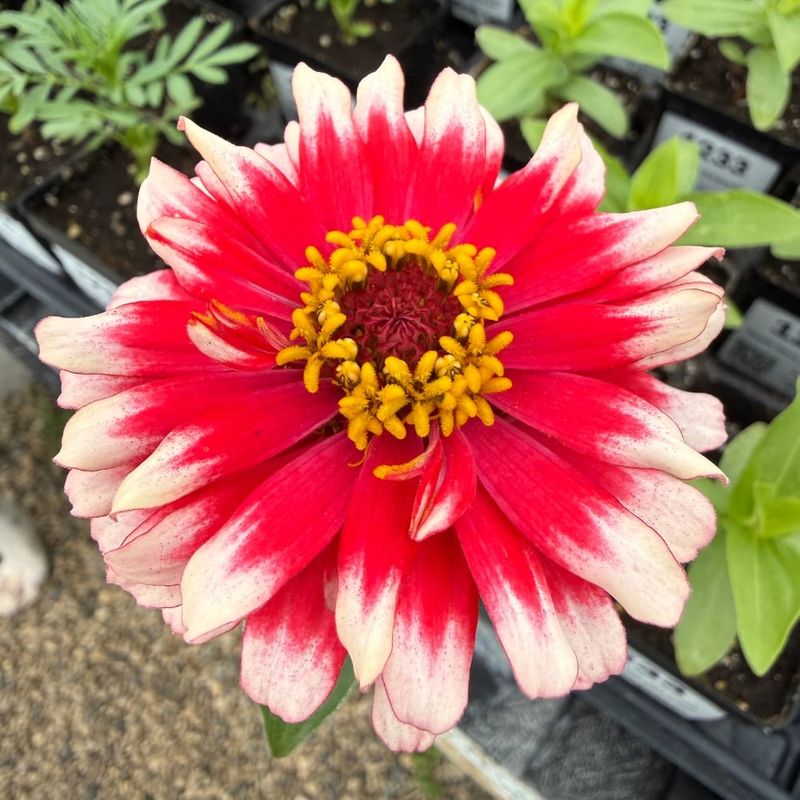 Zinnia Keeps Its Fall Display Strong When Sunlight Stays High Zinnia Keeps Its Fall Display Strong When Sunlight Stays High