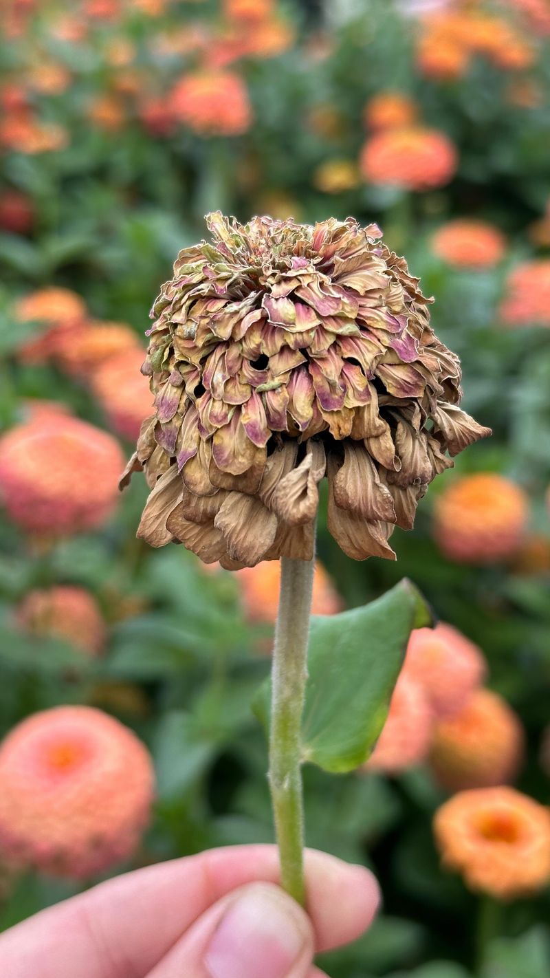 Zinnia Petals Hiding Arrowhead Seeds