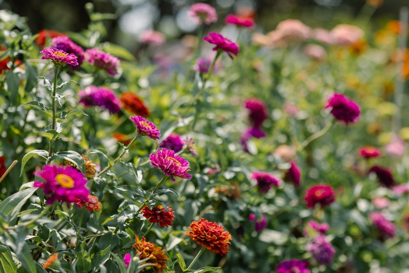 Zinnia Zinnia