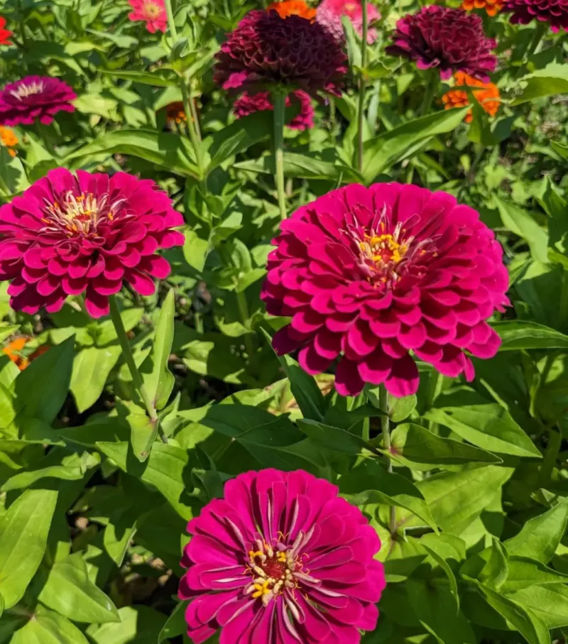 Zinnia Zinnia