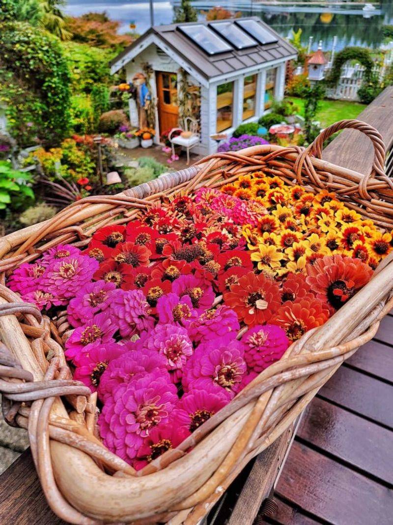 Zinnias Zinnias