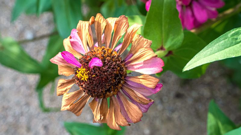 Zinnias Can Wait Until Their Season Is Truly Finished Zinnias Can Wait Until Their Season Is Truly Finished